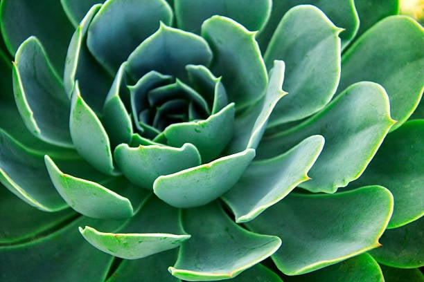 Orange County Cactus & Succulent Summer Sale 4